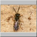 Diodontus sp - Grabwespe 02 5mm.jpg